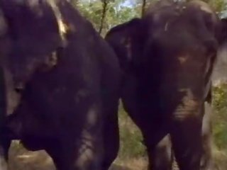 Selen में la रेजिना degli elefanti (a.k.a. the रानी की elephants) - दृश्य #1